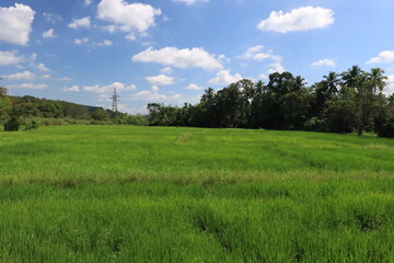 Fototapeta na wymiar blue sky background with green nature