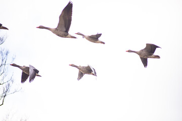 Group of geese in flight