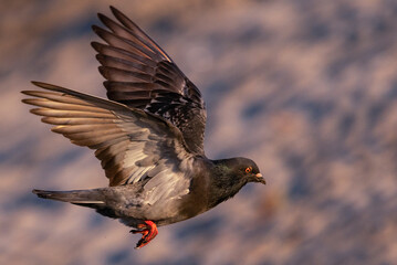 Rock pigeon in flight against a sandy beach background