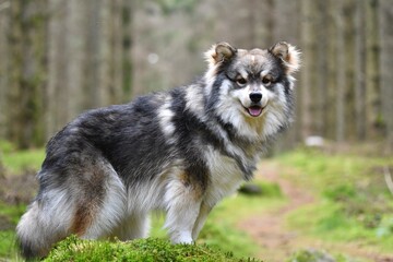 Portrait of a young Finnish Lapphund dog