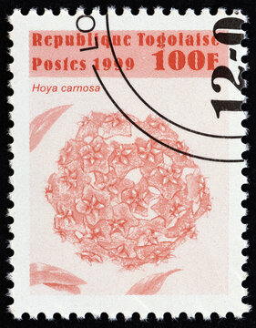 Hoya carnosa flower (Togo 1999)