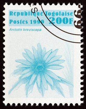 Arctotis breviscapa flower (Togo 1999)