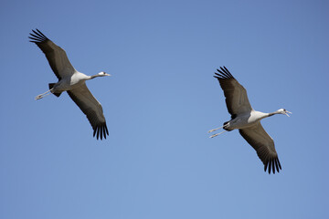 Grulla común (Grus grus) Gallocanta España
