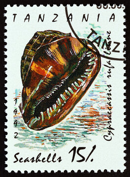 Bull-mouth helmet shell, Cypraecassi rufa (Tanzania 1992)