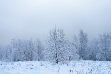 Fototapeta na wymiar dim cloudy winter day landscape