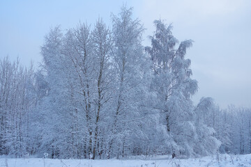 dim cloudy winter day landscape