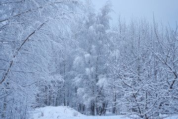 dim cloudy winter day landscape