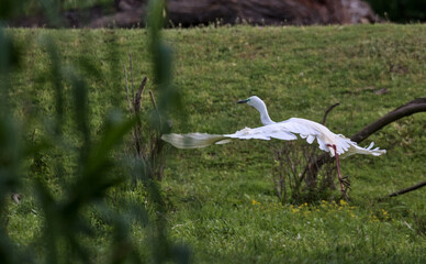 The great egret, also known as the common egret, large egret, or great white egret or great white...
