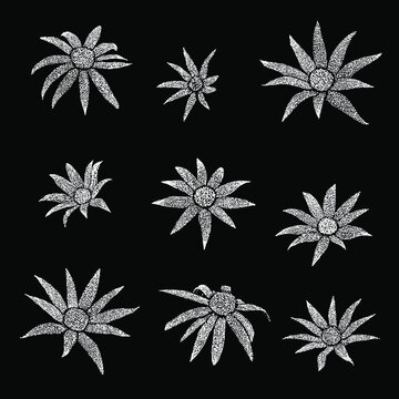 white flowers of actinotus helianthi flannel flower set hand drawing vector illustration isolated on black background