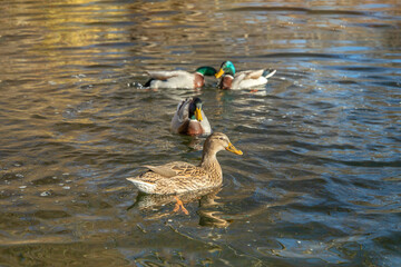 Group of mallards, wild ducks (Anas platyrhynchos) swimming . Focus on the female duck in front.
