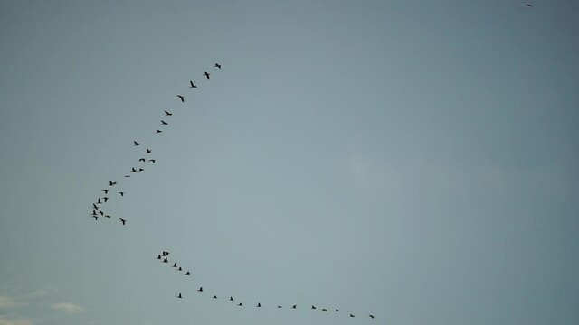 a flock or school of migratory birds flies under a clear sunset sky after rain, over the sea along the coast. Slow motion