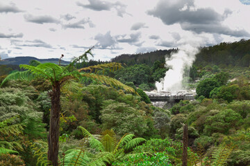 Fototapeta na wymiar Impressive geysers in Rotorua - N.Zealand. Geothermal power shaping an extraordinary scenery.