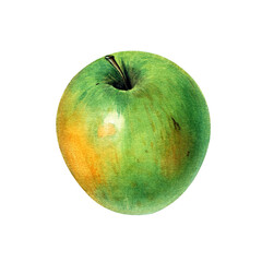 Whole green apple in realistic botanical watercolor illustration isolated
