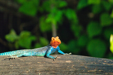 Gecko, Echsen, Agame im Nationalpark Tsavo Ost und Tsavo West in Kenia