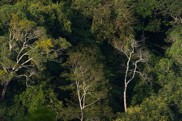  landscape forest in the mountains