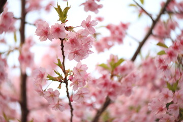 Beautiful cherry blossom sakura in spring time over blue sky.