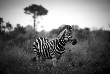 Monochrome portrait of stripped zebra in africa