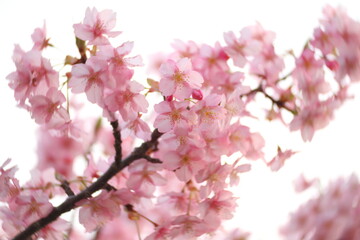 Obraz premium Beautiful cherry blossom sakura in spring time over blue sky.