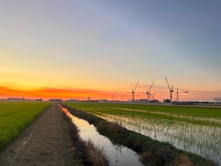 Fototapeta na wymiar sunset scenery, wheat fields, Meadow field or Green Terraced Rice Field in Asia Thailand . Freedom Refreshed grass cold weather Feeling in garden Joyful at times of morning . beautiful day concept.