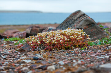 Arctic flowers on the beach
