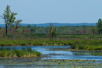 Canadian wetland