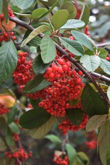 
A plant with red berries (Ilex Aquifolium) in the garden