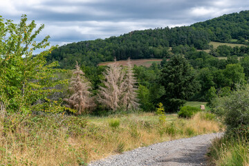 Fototapeta na wymiar Vieux sapin secs au milieu d'une foret verdoyante en montagne en Auvergne