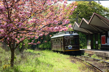 Japanese local train RANDEN running downtown of KYOTO with cherry blossom in full bloom