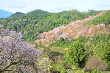Fototapeta na wymiar 奈良県吉野の千本桜