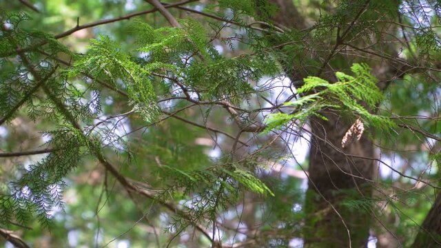 Hinoki cypress forest in the mountain