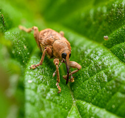 nut weevil (Curculio nucum) in high detail © Petr