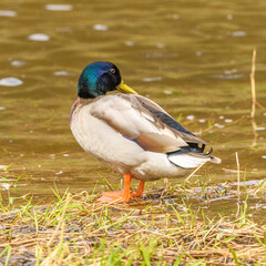 wild duck (anas platyrhynchos) male standing at water