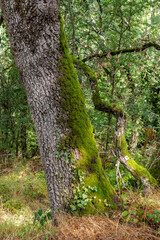 Tronc d'arbre penché et recouvert de mousse verte dans une vieille foret