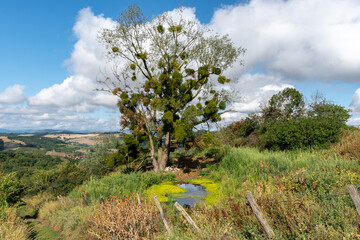 Gigantesque arbre recouvert de gui au bord d'un chemin et dominant une vaste vallée en Auvergne