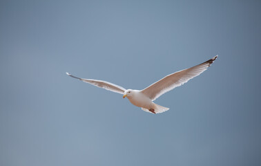 Seagull in flight in front of blue sky
