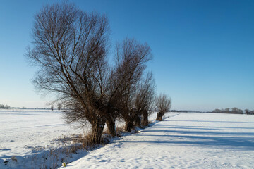 A row of willows in a snowy field