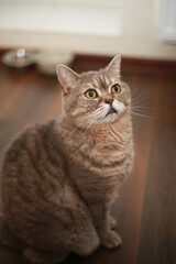 portrait of lovely british cat in the kitchen. Warm and cozy colors. The cat asks for food.