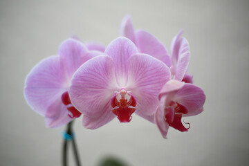 Naklejka na ściany i meble lovely pink orchid flowers on gray background