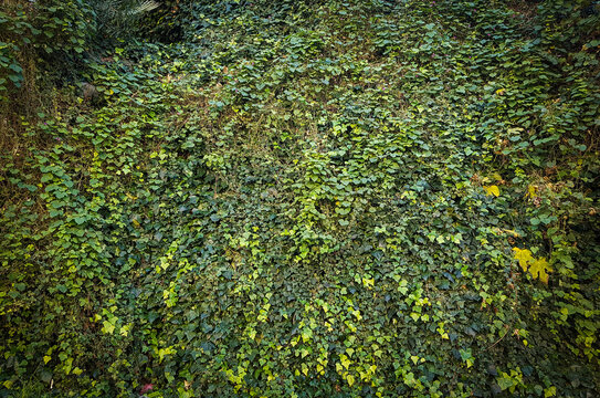 Green ivy background - green nature wall - Powered by Adobe