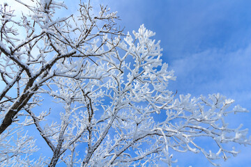 Snow Scenery of Balwangsan Mountain, Pyeongchang-gun, Gangwon-do