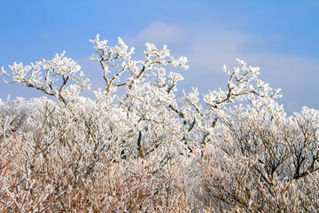 Snow Scenery of Balwangsan Mountain, Pyeongchang-gun, Gangwon-do