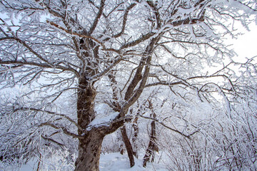 Fototapeta na wymiar Snow Scenery of Balwangsan Mountain, Pyeongchang-gun, Gangwon-do