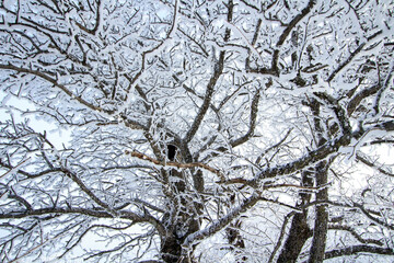 Snow Scenery of Balwangsan Mountain, Pyeongchang-gun, Gangwon-do