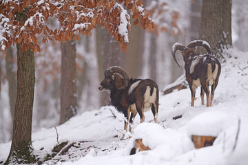 Mouflon ram in winter snowing forest
