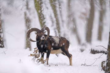 Mouflon ram in winter snowing forest
