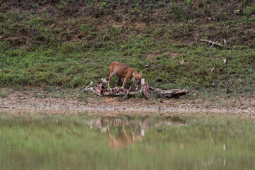 dhole eating deer