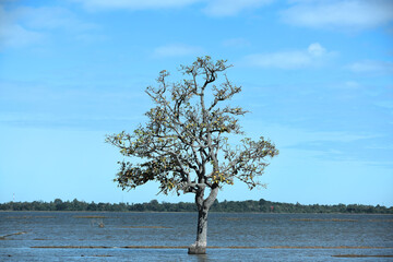 tree on the lake