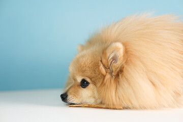 Portrait of sad unhappy lonely dog, cute beautiful Pomeranian Spitz puppy is lying alone on floor and waiting for his owner at home with stick, dog treat. Loneliness concept. Lost of appetite