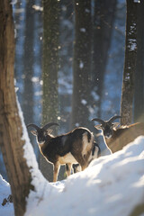 Young mouflons in winter snowing forest