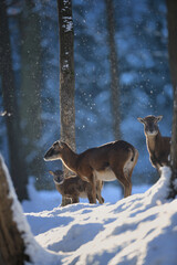Naklejka premium Mouflon ewe and her cub in winter snowing forest